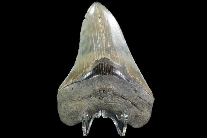 Serrated, Fossil Megalodon Tooth - Georgia #90766